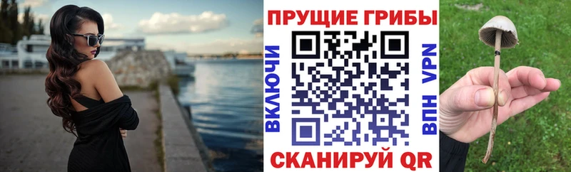 где найти Будённовск Псилоцибиновые грибы мицелий